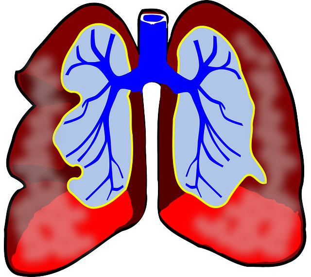 Boston Scientific Brings Next Generation Asthma Therapy - Lungs Clip Art - Png Download (640x571), Png Download