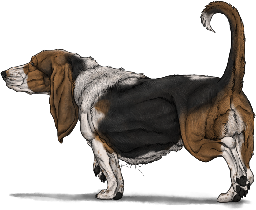 Basset Hound Png Photos - Basset Hounds Png Clipart (900x703), Png Download
