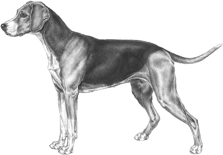 Finnish Hound - Finsk Stövare Clipart (800x800), Png Download