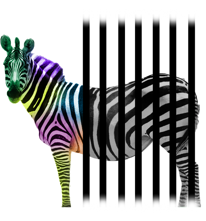 All Content Finally Packed In One - Zebra Clipart (865x788), Png Download