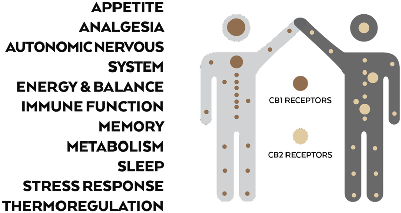 Circle Clipart (1200x563), Png Download