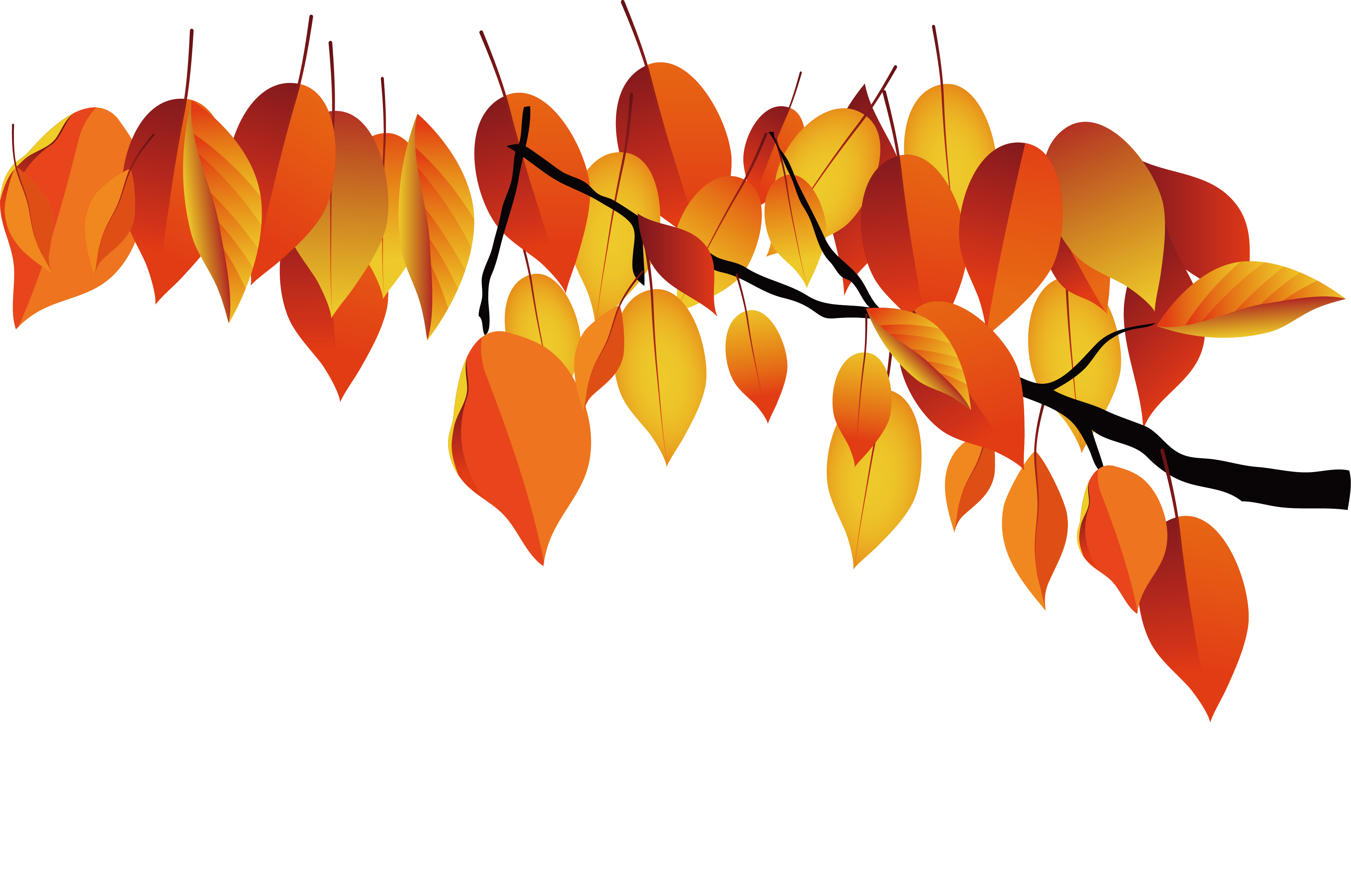 Autumn Leaves Clipart Dead Leaf - Maple - Png Download (4543x3014), Png Download