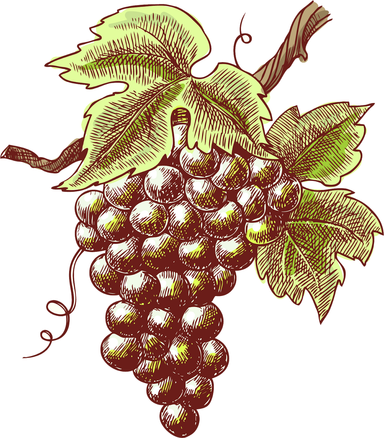 Hand Painted Purple Grapes - Wine Sketch Clipart (1388x1600), Png Download