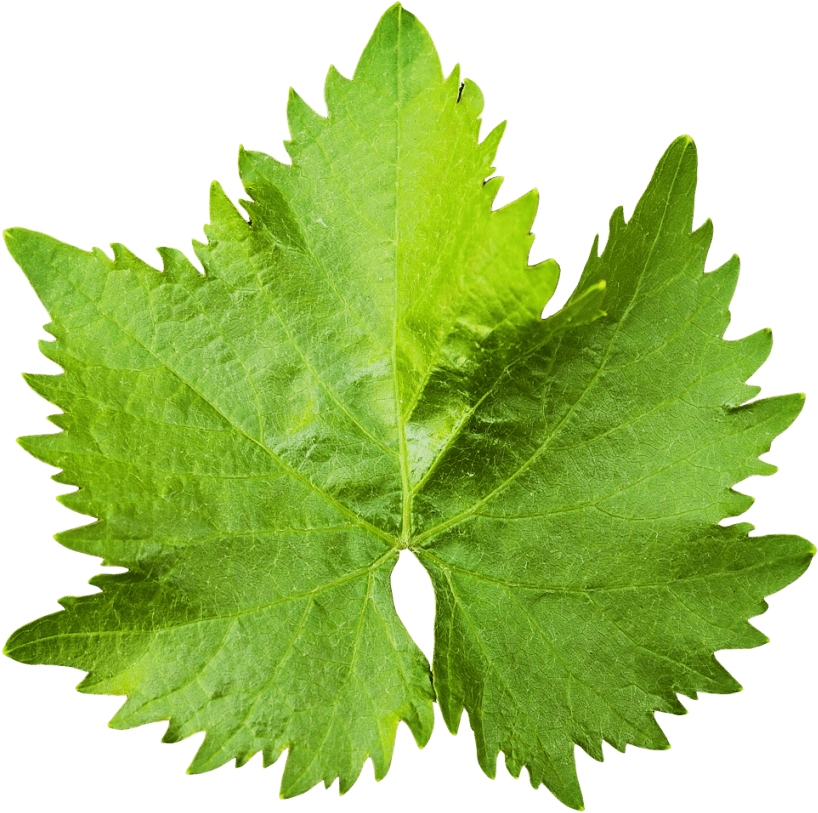 Free Png Download Grape Vine Leaf Png Images Background - Grape Leaf Png Clipart (850x836), Png Download