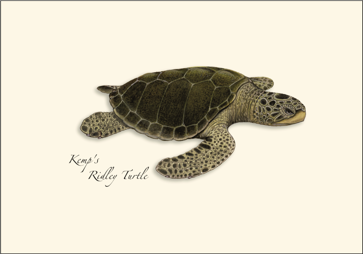 Sea Turtle Notecards - Kemp's Ridley Sea Turtle Clipart (1200x1200), Png Download