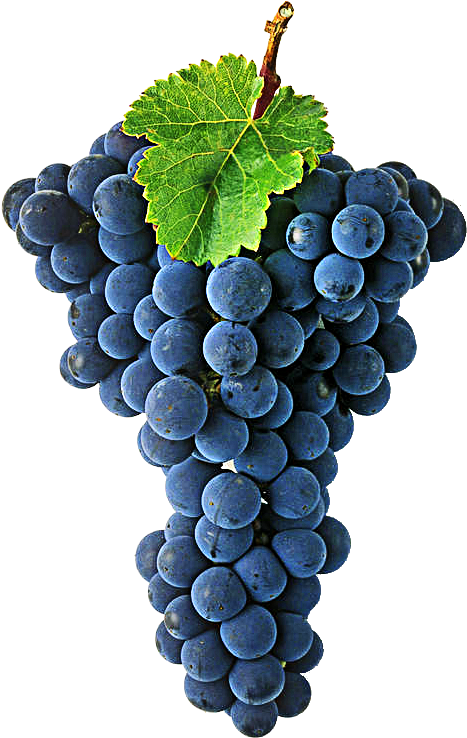 Cabernet Sauvignon Is One Of The World's Most Widely - Cabernet Sauvignon Grape Png Clipart (592x789), Png Download