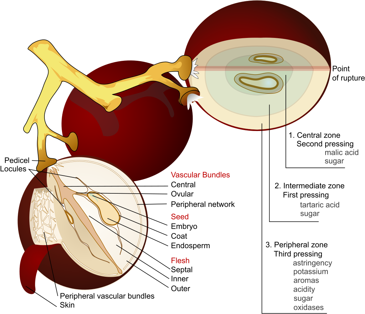 Wine Grape Diagram En - Grape Anatomy Clipart (1187x1024), Png Download