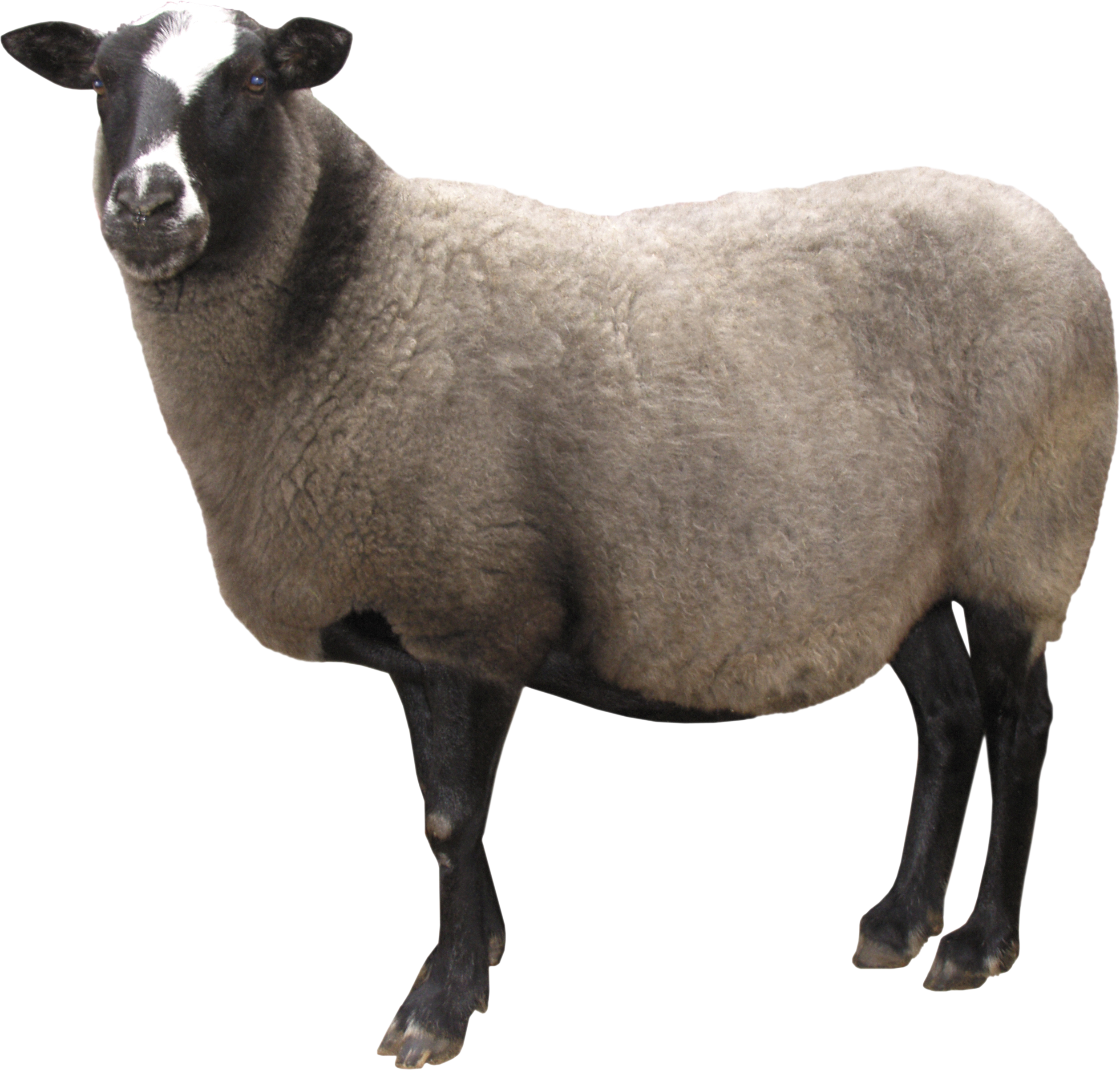 Share This Article - Sheep Transparent Clipart (2517x2405), Png Download