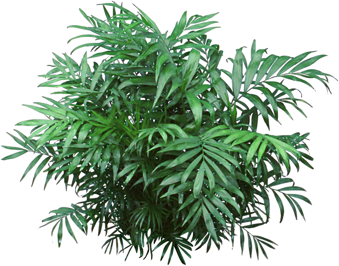 Tropical Bush Png - Non Flowering Plants Png Clipart (688x540), Png Download