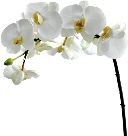 Orchid Flower White Png Clipart (600x600), Png Download