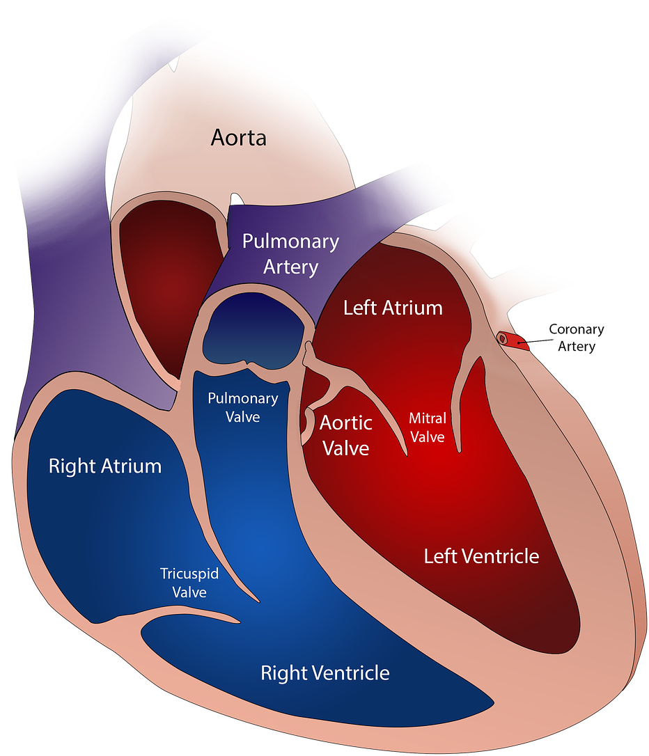 The Human Heart Has Four Valves - Prolasso Della Valvola Mitrale Clipart (1080x1280), Png Download