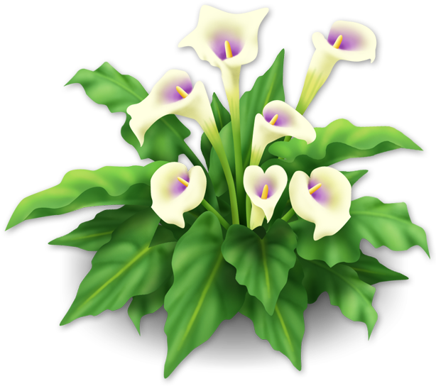 White Lily Png Clipart (615x615), Png Download