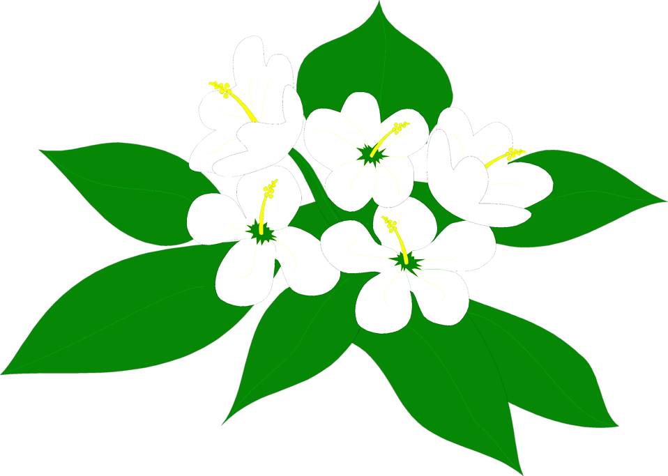 Flowers White - Sampaguita Flower Clipart Png Transparent Png (958x683), Png Download
