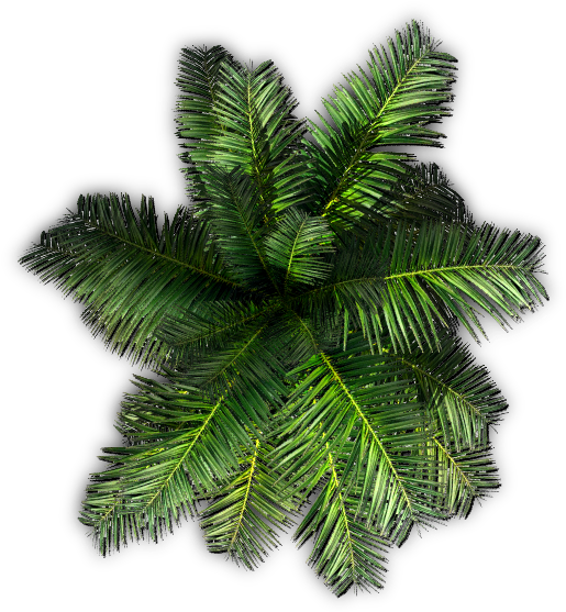 Download 551 X 561 11 - Top View Tree Png Clipart Png Download - PikPng
