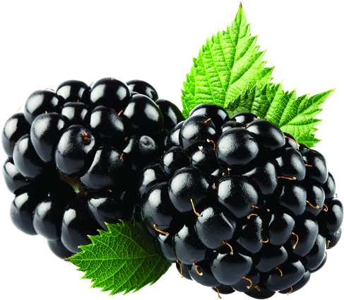 Blackberry Fruit Png Transparent Image - Blackberry Png Clipart (600x523), Png Download