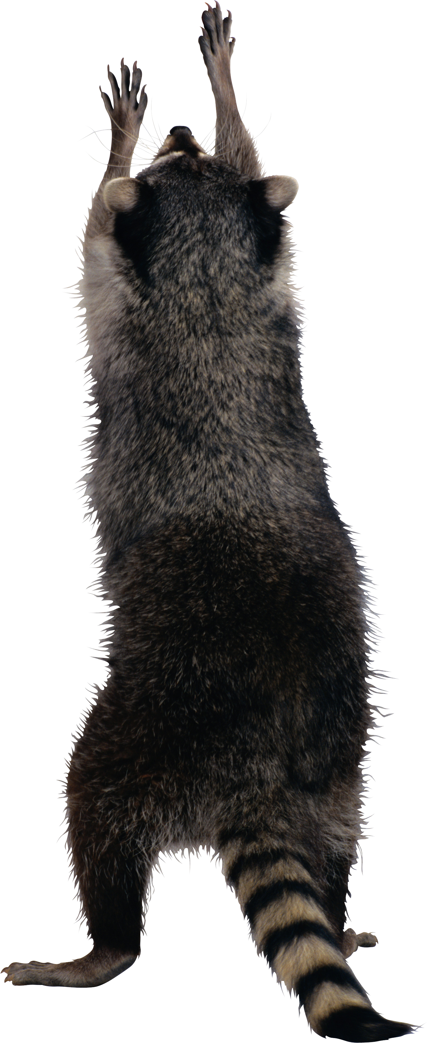 Raccoon Png - Transparent Raccoon Png Clipart (1390x3395), Png Download