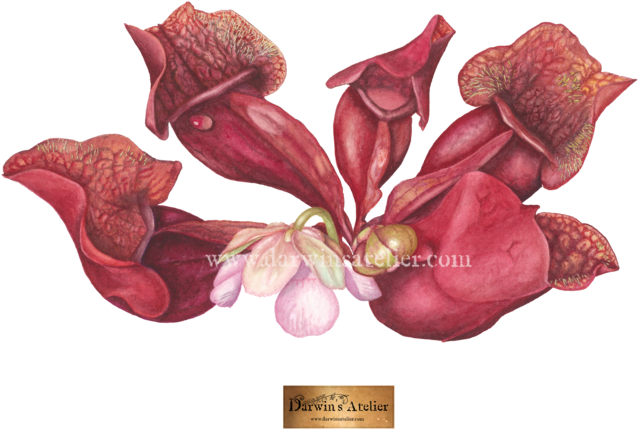 Sarracenia Rosea, Watercolor - Bouquet Clipart (1000x667), Png Download