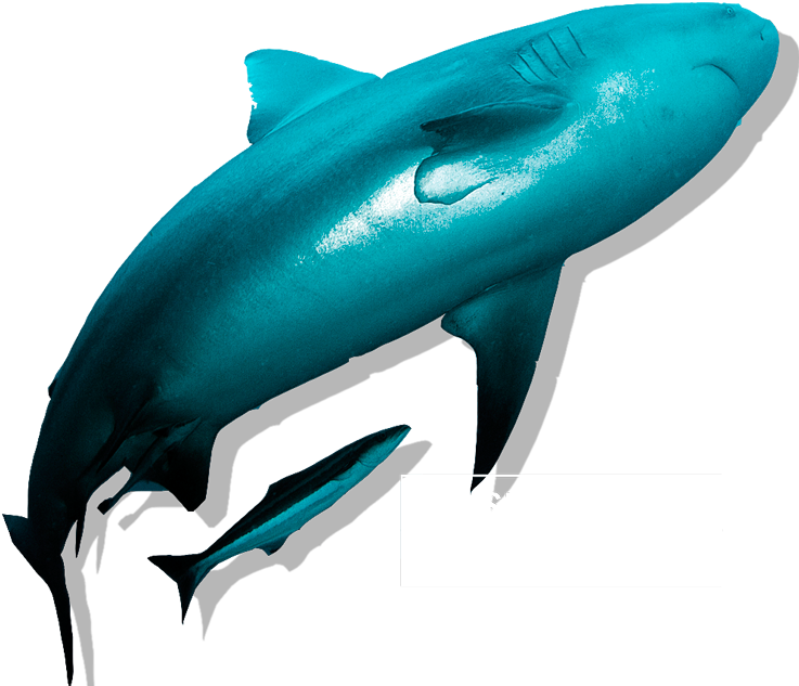 Bullshark - Wholphin Clipart (800x633), Png Download