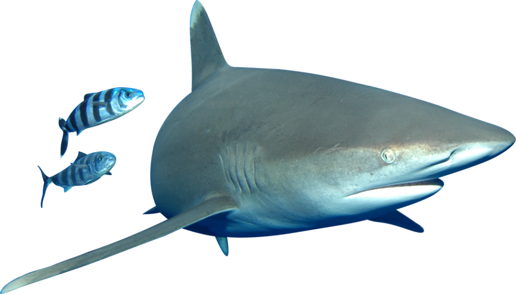 Fish-1024x583 - Bull Shark Clipart (1024x583), Png Download
