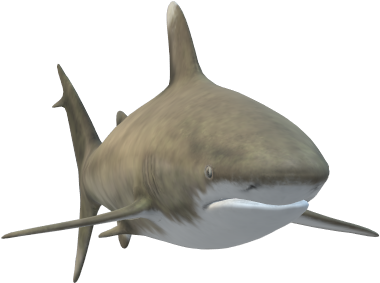 Shark1 - Tiger Shark Clipart (862x360), Png Download