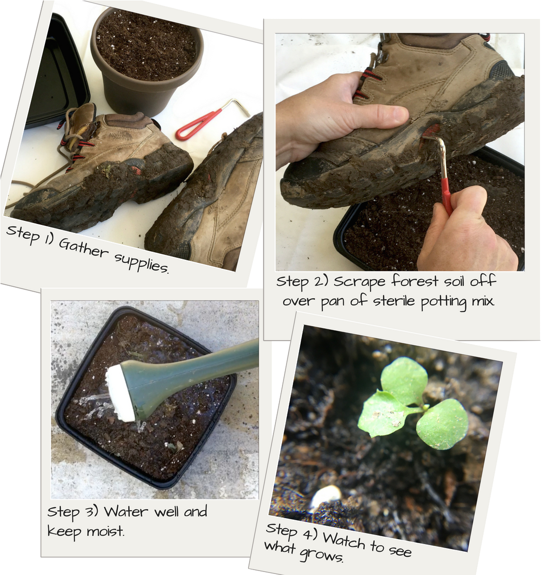 Hitchhiking Plants - Igneous Rock Clipart (1152x1152), Png Download