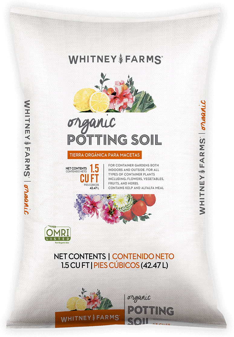 Potting Soil - Impatiens Clipart (1000x1459), Png Download