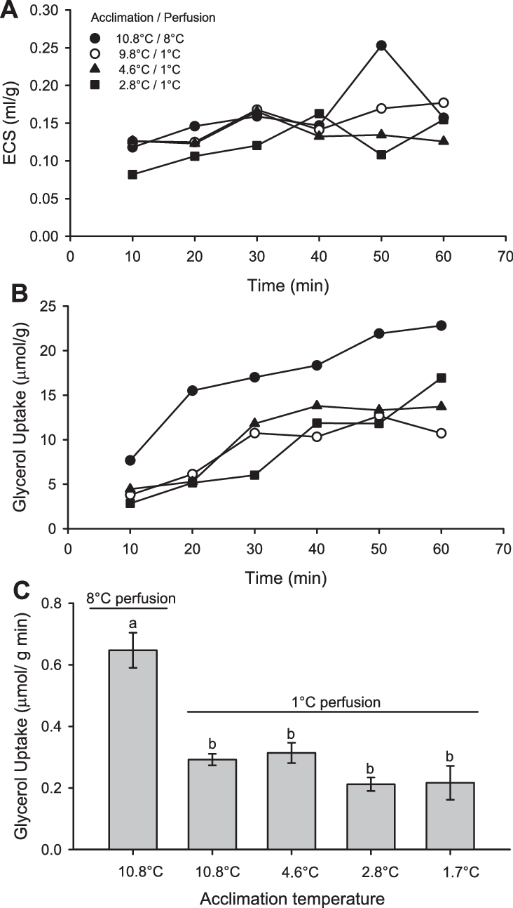 Extracellular Space And Glycerol Uptake By Hearts From - Ampa Receptor Iv Curve Clipart (732x1294), Png Download