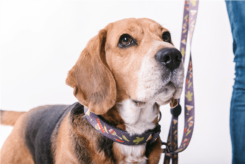 Mexico - Beagle-harrier Clipart (800x800), Png Download