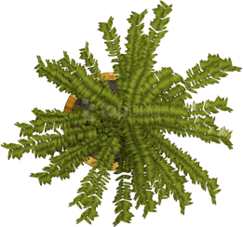 Free Png Plant Png Images Transparent - Fern Clipart (850x795), Png Download