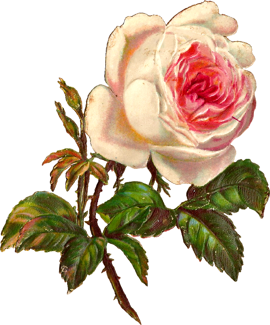 White Rose Illustration Clipart (985x1162), Png Download