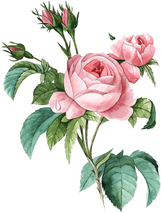 Pink Botany Flower Damask Rose Illustration Poster - Rosa Centifolia Clipart (600x770), Png Download