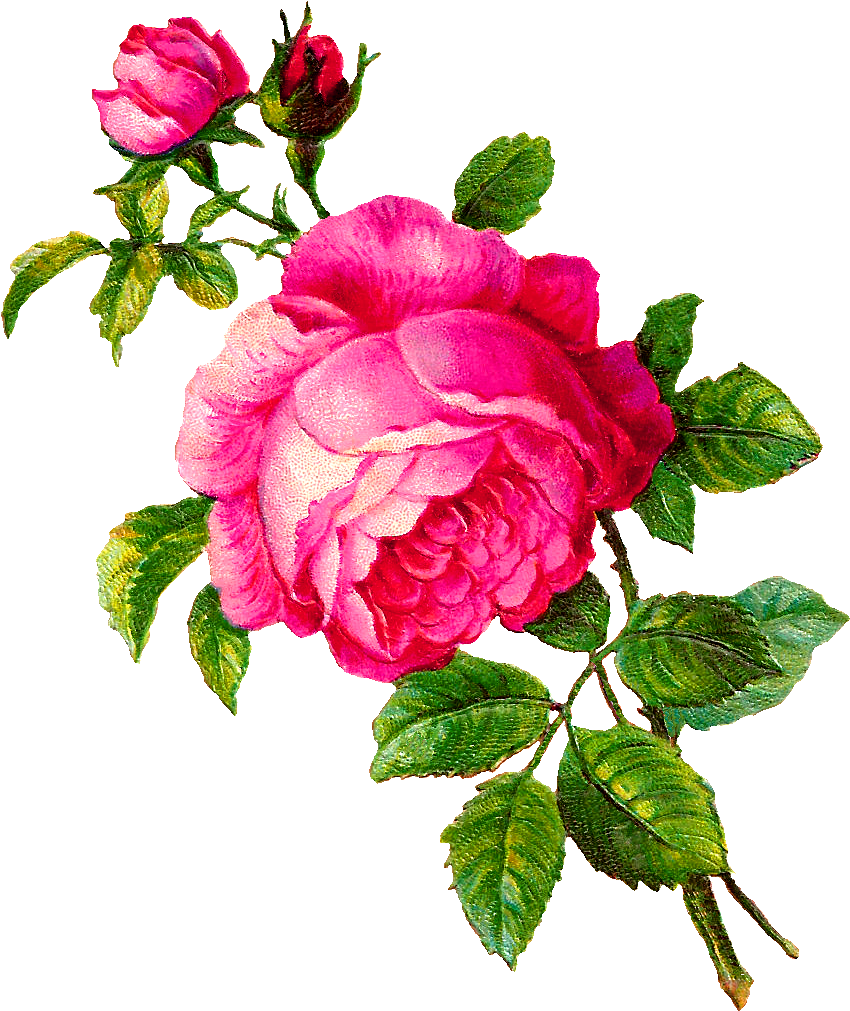Pink Rose Clip Art - Flour Rose - Png Download (940x1098), Png Download
