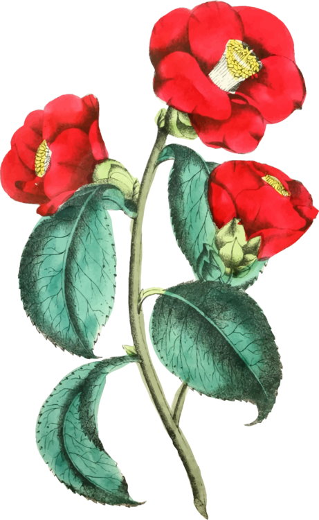 Flower Illustration Rose Floral Design Drawing - Flower Illustration Png Clipart (461x750), Png Download