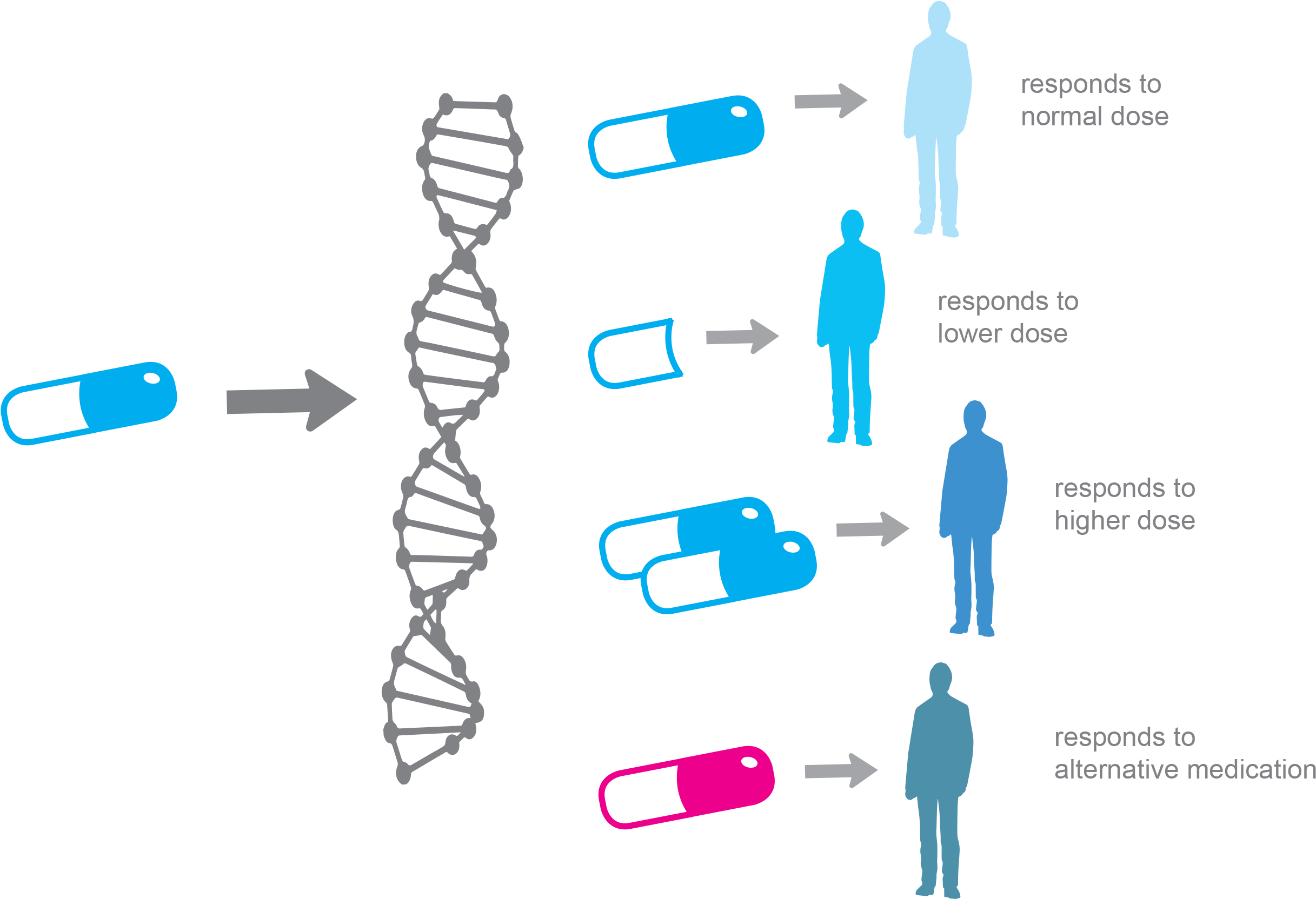 Alpha Genomix Enables The Selection Of The Right Drug - Personalized Medicine Clipart (2528x1816), Png Download