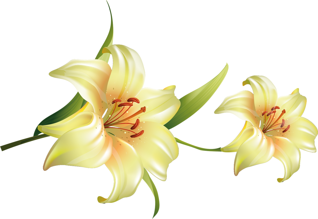 Flor Png Fondo Transparente - Azucenas Png Clipart (1280x883), Png Download