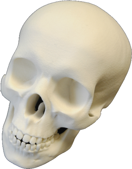 I Had Spent Most Of The Day Inputting Information Of - Skull Clipart (852x570), Png Download