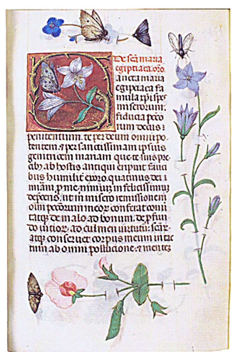 Cracovia, Biblioteca Czartoryski, Ms - Floral Design Clipart (926x1283), Png Download