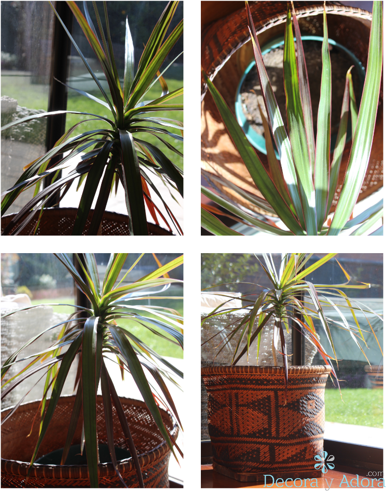 Drácena - Tree Clipart (850x1063), Png Download