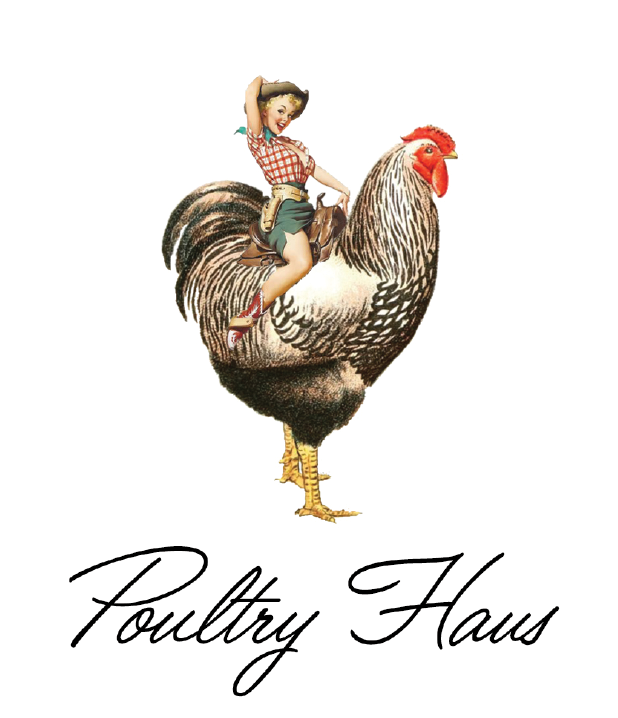 Poultry - Rooster Clipart (1000x1000), Png Download