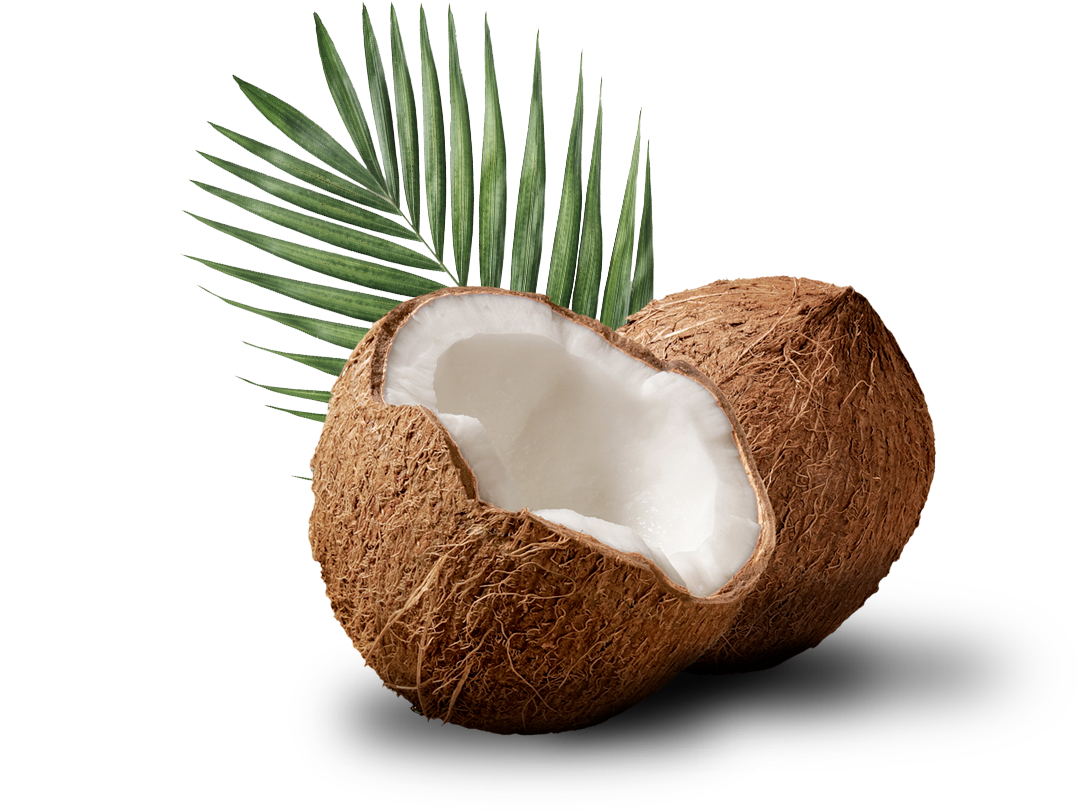 Coco Con Hoja De Palmera Detrás - Coconut Clipart (1078x811), Png Download