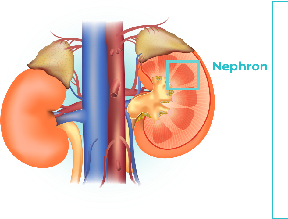 4 Images Are Shown, The First Image Shows The Anatomy - Illustration Clipart (1076x1076), Png Download