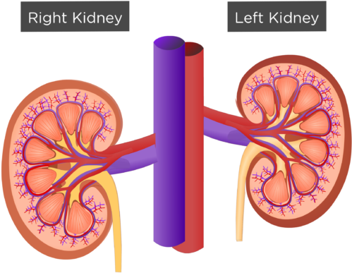 1 - Fgf 23 Clipart (770x449), Png Download