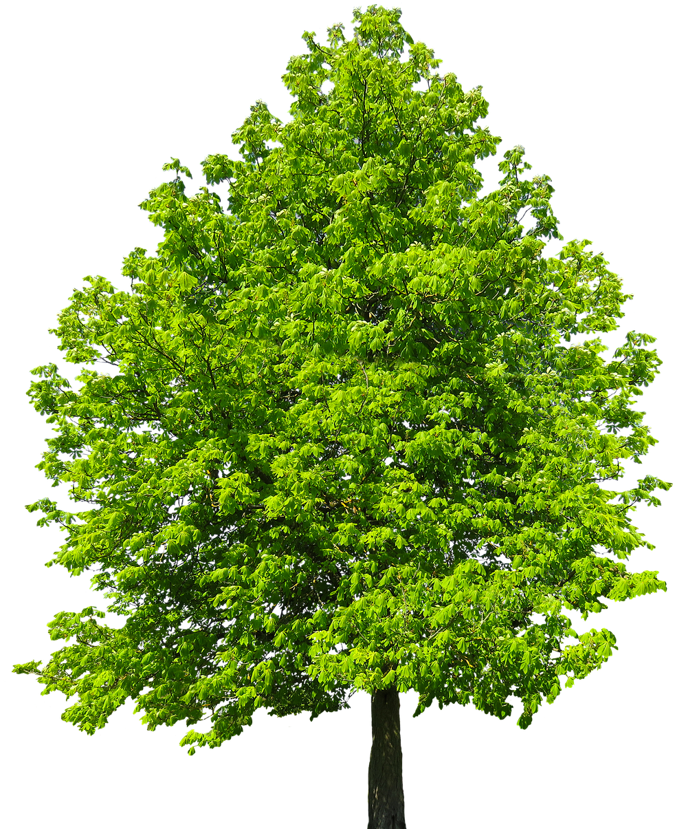 Nature - New Mexico Maple Clipart (1196x1280), Png Download