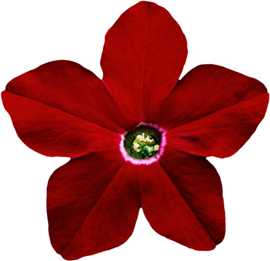 Petunia Png Pic - Perforatrice Fleur Clipart (904x883), Png Download