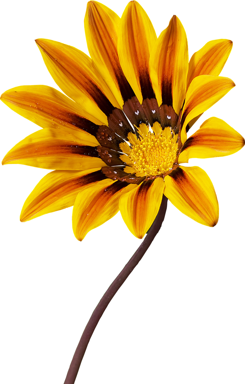 Gazania Png Transparent Image - Gazania Rigens Clipart (1024x1604), Png Download