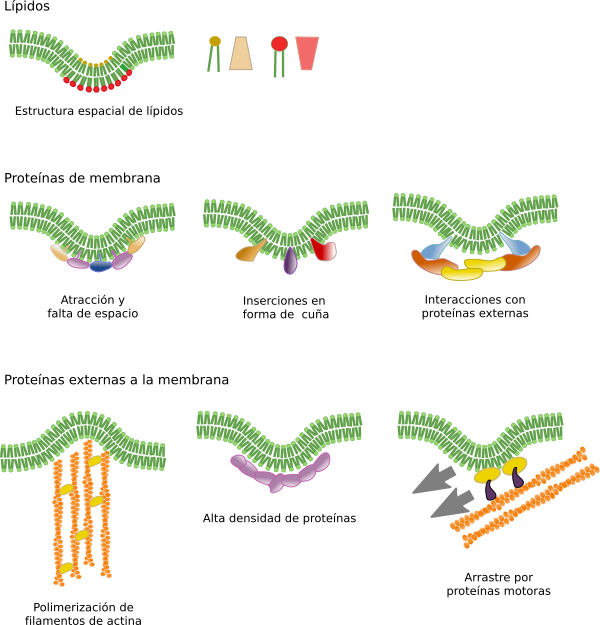 Algunos Mecanismos Moleculares Que Curvan Las Membranas - Curvatura De La Membrana Clipart (600x625), Png Download