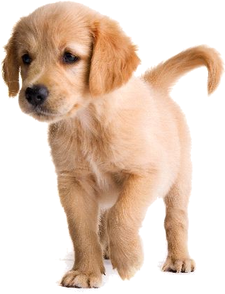 Png Perros - Imagenes De Png De Perros Clipart (600x600), Png Download