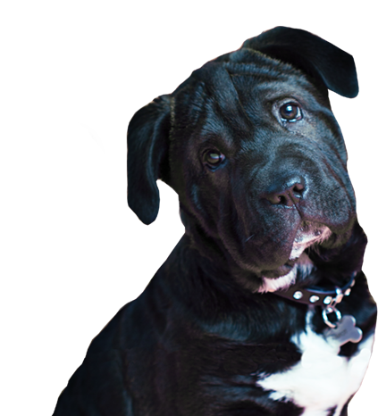 Vuestro Perro A Través De Nuestra Caja Les Llegue A - Staffordshire Bull Terrier Clipart (900x477), Png Download