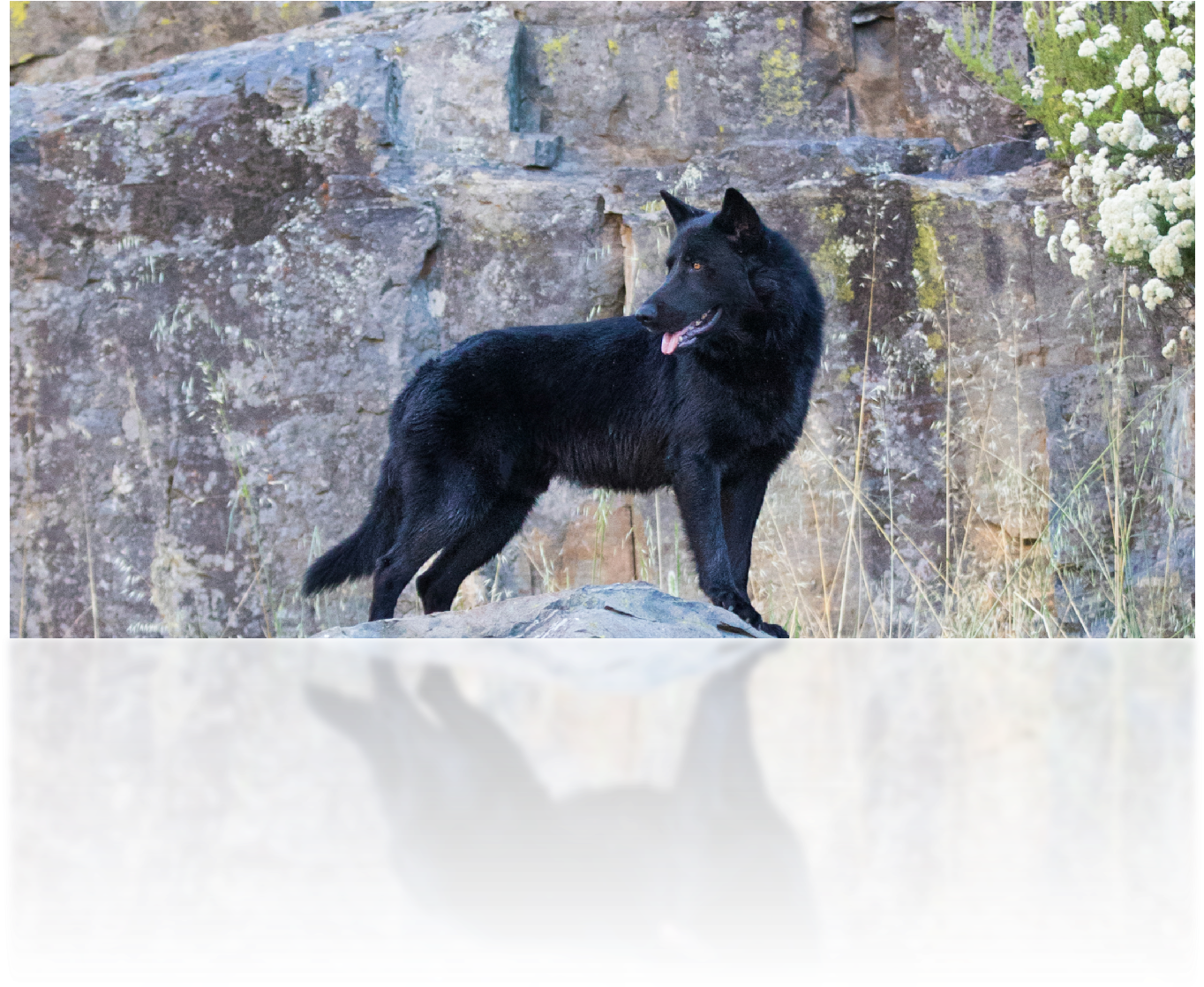 Ofreciéndolo Al Mundo De Los Amantes De Los Perros - Schipperke Clipart (1369x1457), Png Download