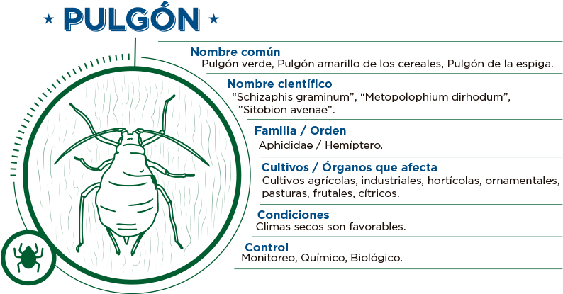 “áfidos” O Pulgones Los Temibles Enemigos Del Trigo - Ciclo De Vida Del Pulgon Verde Clipart (900x500), Png Download